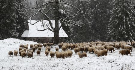 2 mln zł na wypas owiec. Urząd ogłasza konkurs