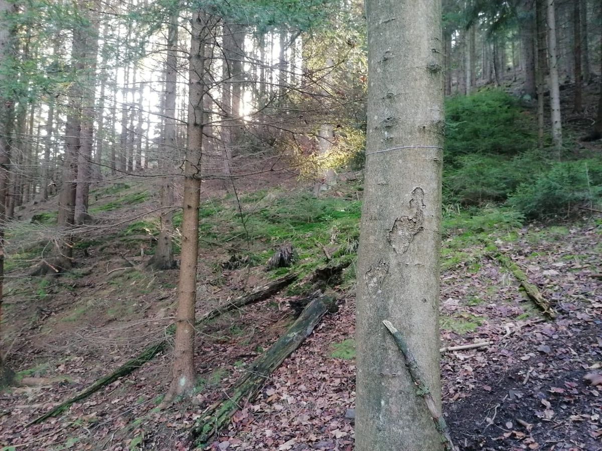 Stalowe linki rozwieszono w lasach wrocławskiego Nadleśnictwa Kamienna Góra