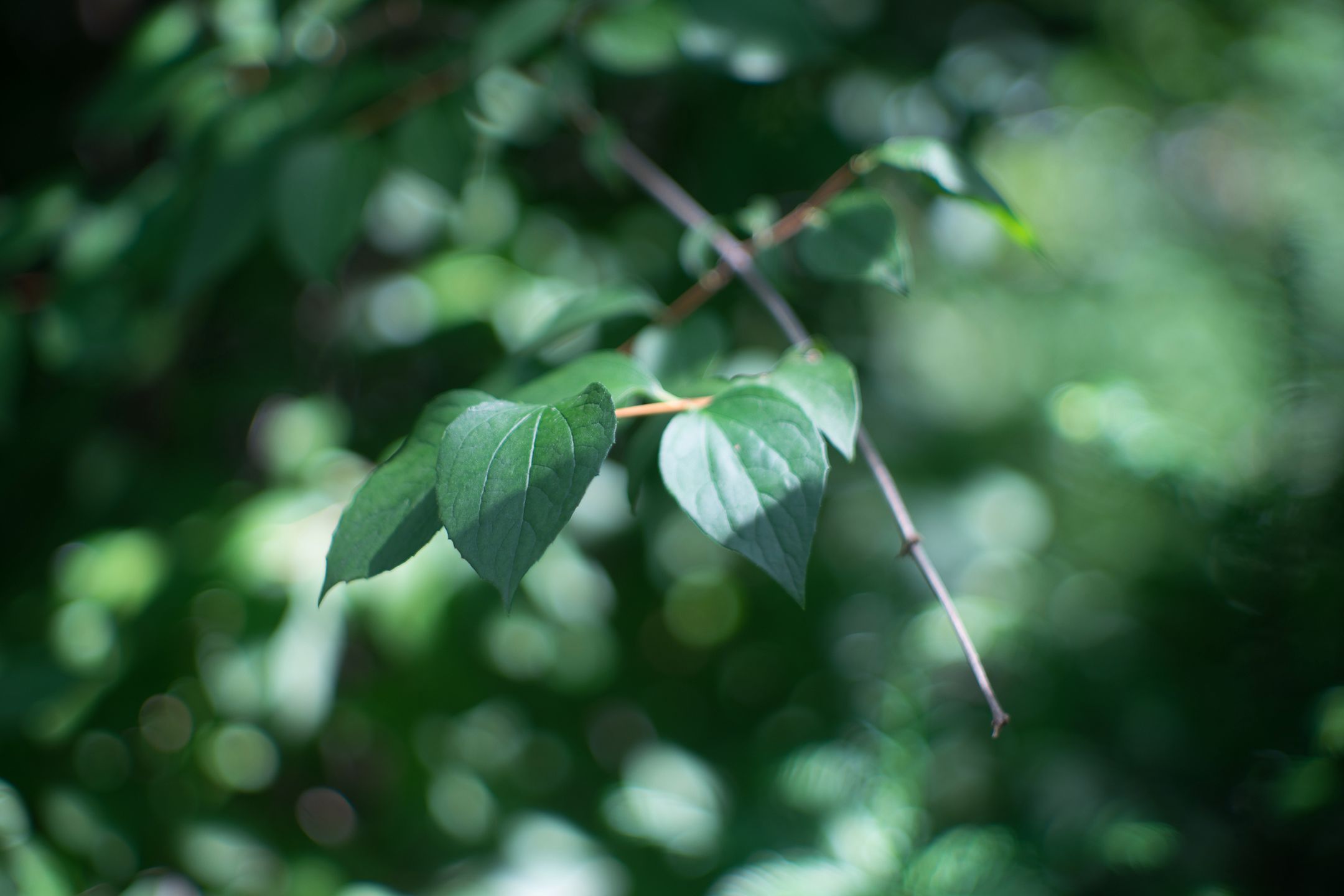 Zeiss Batis 85 mm f/1.8 za 5000 zł kontra Jupiter 9 85 mm f/2 za 400 zł - sprawdzamy czy 40-letni obiektyw pokaże magię sprzed lat 45