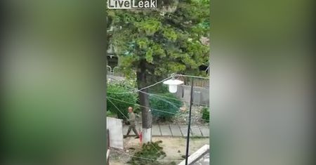 'Eksperci'' ścinali drzewo. Oto przykład jak tego nie robić