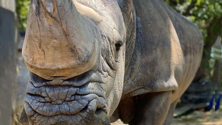 Nosorożec Pedro z hiszpańskiego zoo