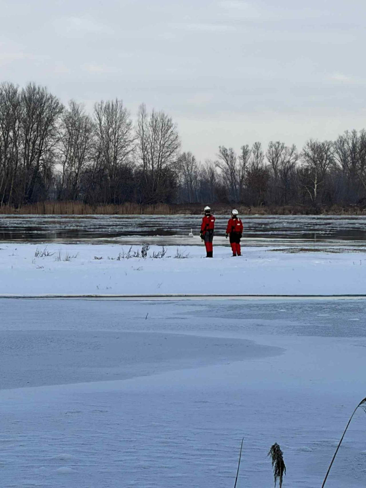 Akcja ratunkowa na Wiśle – pomoc przymarzniętemu łabędziowi w Dobrzykowie!