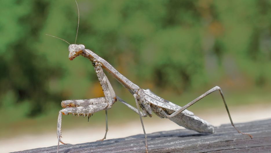 adult, animal, antenna, antennae, background, beautiful, beneficial, biology, brown, bug, carnivore, carolina, circle of life, climb, closeup, compound eyes, crawling, cute, deadly, details, earth, entomologist, entomology, environment, explore, garden friend, green, grey, insect, invertebrate, looking, macro, mantis, natural, nature, one, outdoor, pest, predator, profile, profile view, scary, southeast, species, spiny, summer, wild, wildlife, wood