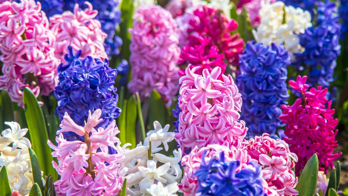 Hit wiosny wśród kwiatów