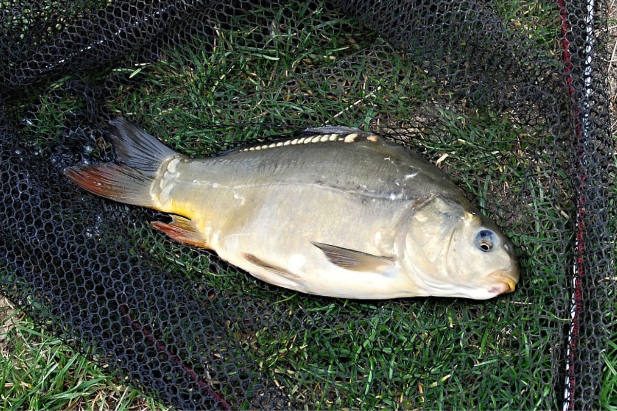 Wyłowiony karp