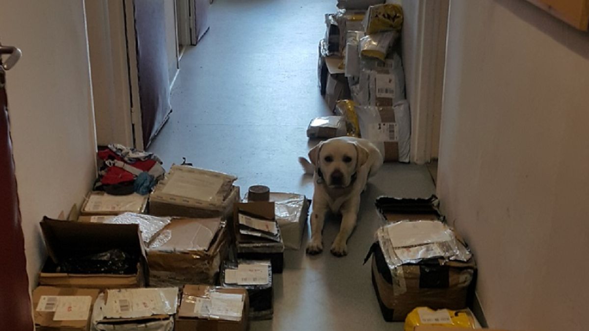 Pies wykrył nielegalne przesyłki