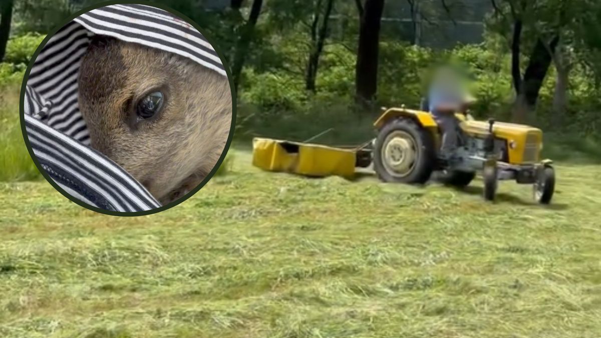 Pokazali zranioną sarenkę. Przestrzegają przed koszeniem