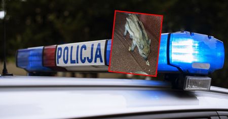 Dzielnicowi nie dowierzali. W domu znaleźli małego "Bohunka"