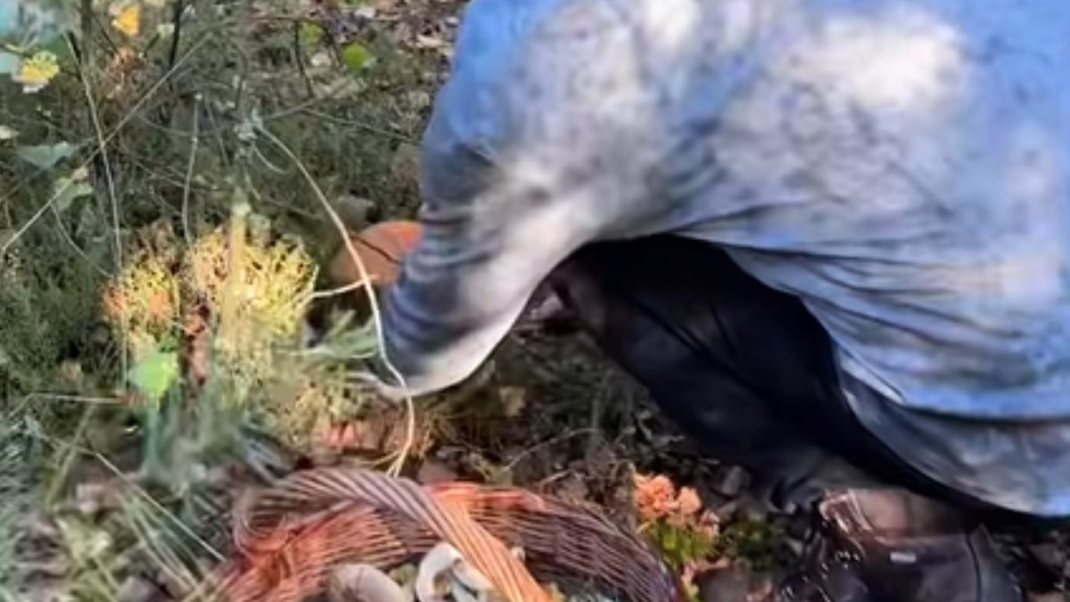 Znalazł pięknego koźlarza.