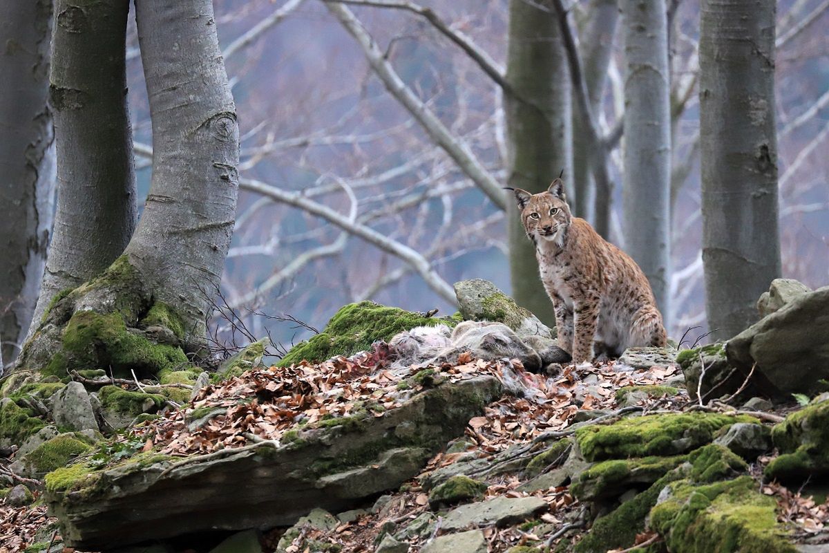 "Duch puszczy" to fotografia Romana Pasionka, który otrzymał pierwszą nagrodę w kategorii Flora i fauna