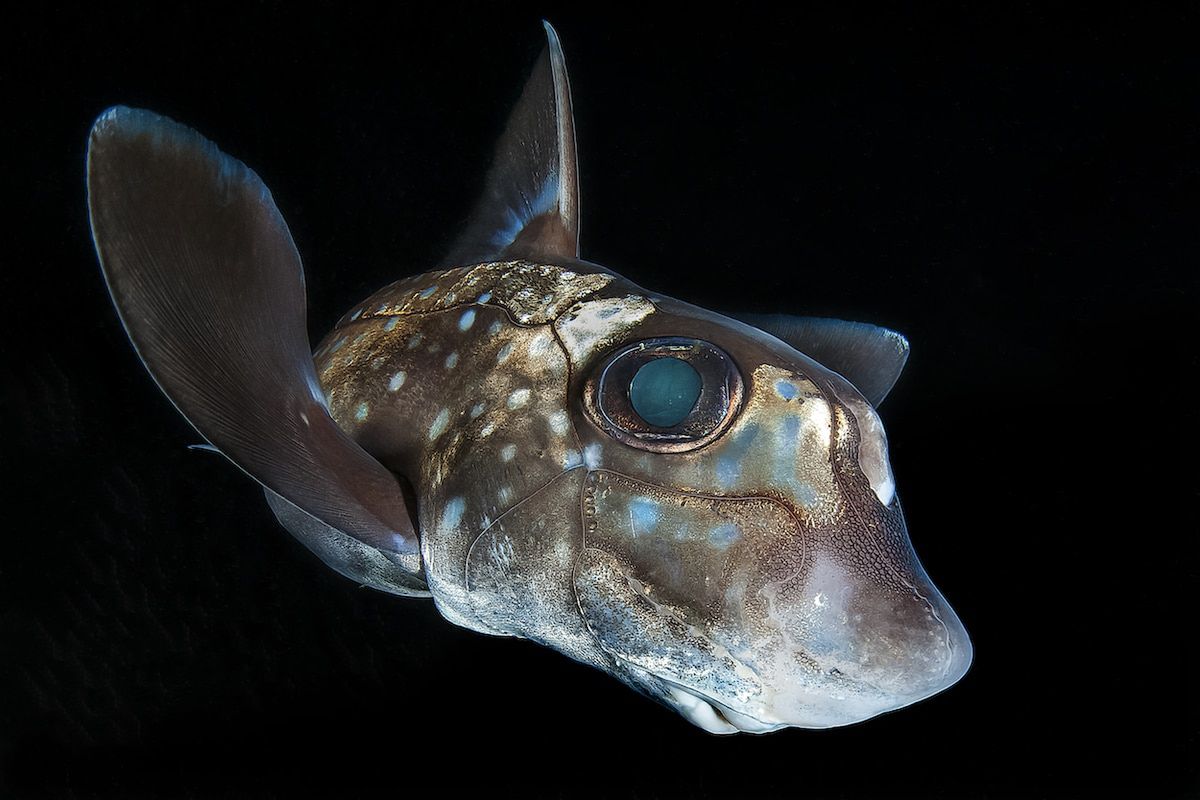 Piękne stworzenia z morskich głębin w konkursie Ocean Art Underwater 5