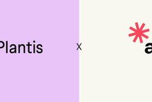 Vis Plantis wybiera Ancy