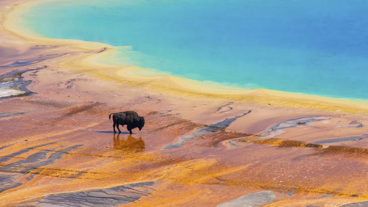Turyści byli świadkami śmierci bizona [zdj. ilustracyjne] 