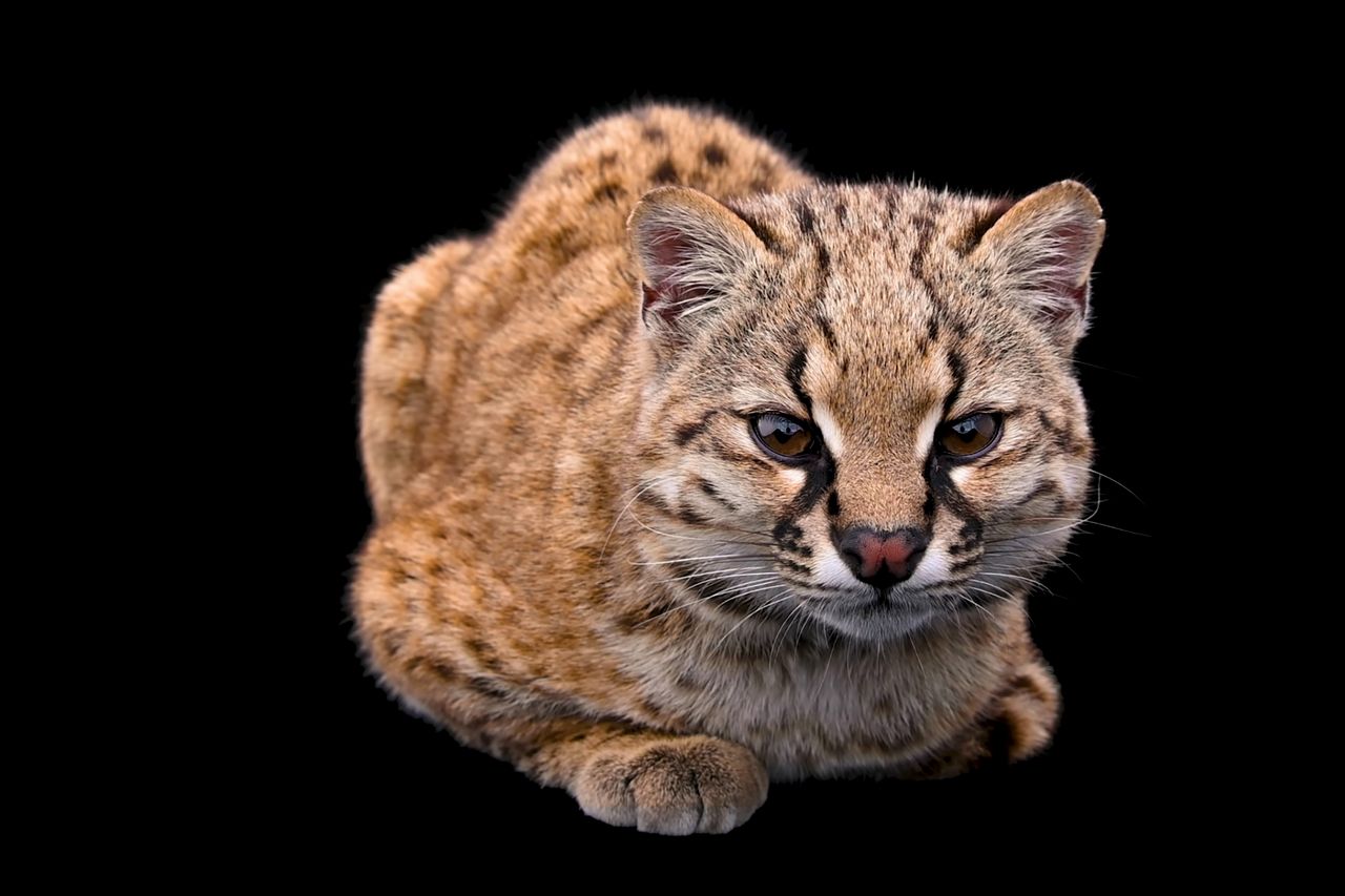 Oto kodkod, czyli najmniejszy dziki kot na półkuli zachodniej