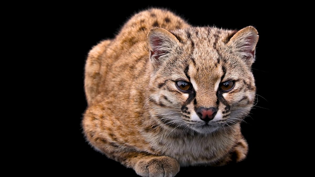 Oto kodkod, czyli najmniejszy dziki kot na półkuli zachodniej 1