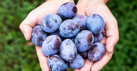 Biały nalot na śliwkach? Wielu nie ma pojęcia, co oznacza