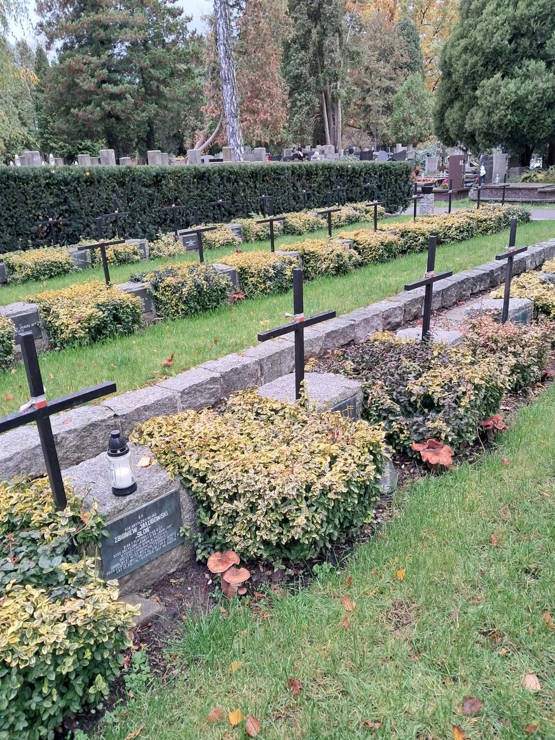 Grzyby na grobach powstańców warszawskich