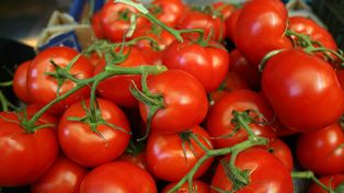 Dlaczego pomidory 'Black Cherry' rosną wolno w czerwcu? Ogrodnicy zauważają pierwsze niepokojące objawy w trakcie owocowania
