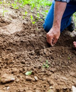 Przeprowadzili się na wieś. Dewastują pola. Rolnicy są załamani