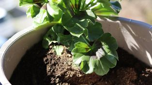 Białystok: Wymiany roślin doniczkowych specjalnie na Dzień Ziemi. Rośliny zyskały nowych właścicieli. Zwracano też uwagę na dobrostan psychiczny!