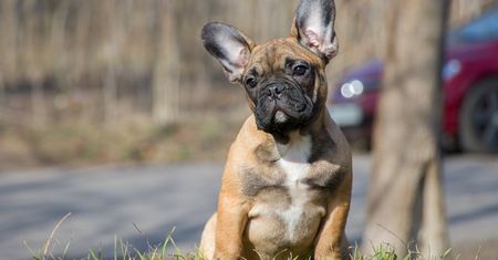 38 buldogów francuskich znaleziono martwych w samolocie. Leciały z Ukrainy