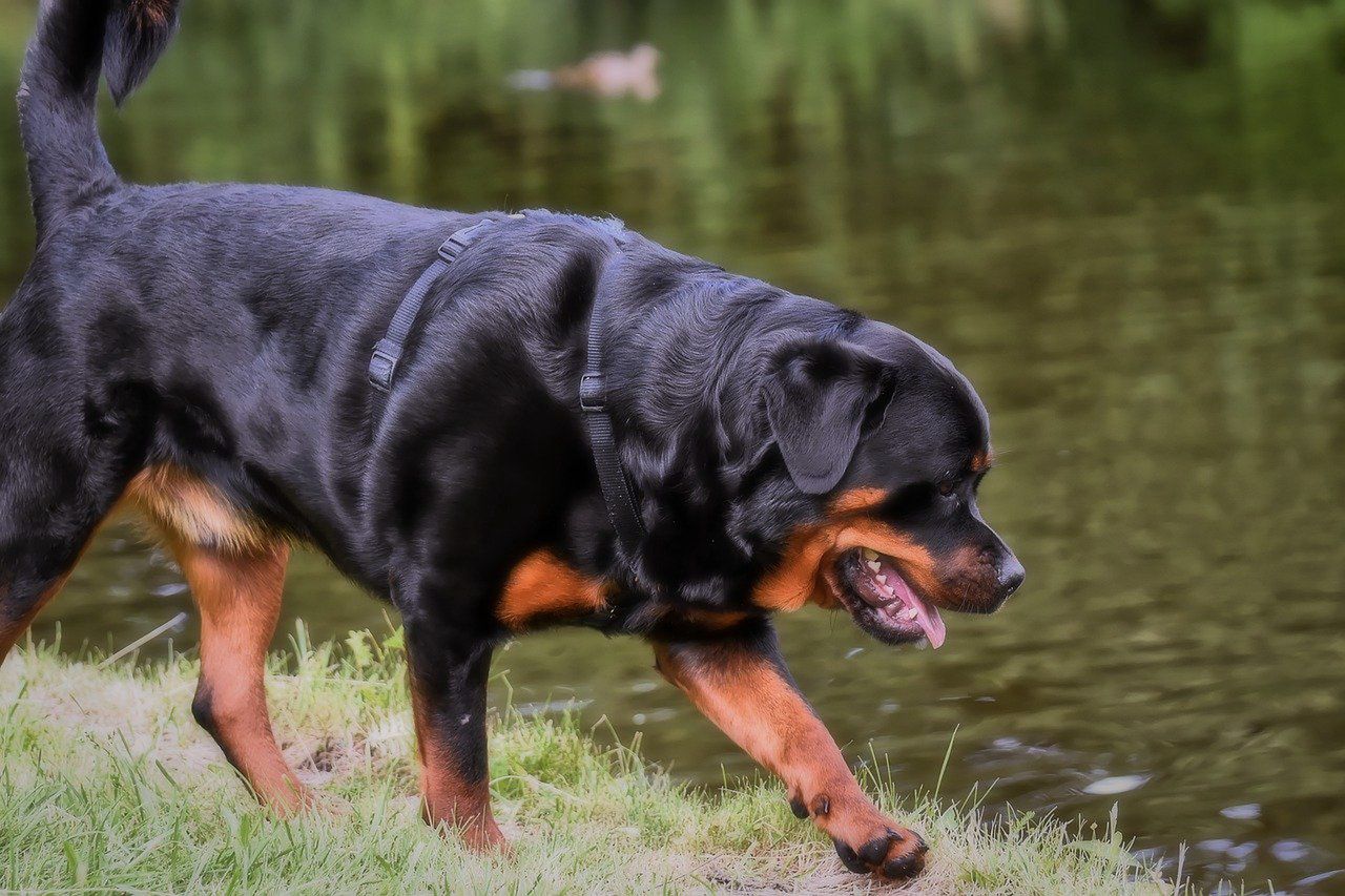 Rottweiler rozszarpał dziecko. Rodzina w rozpaczy