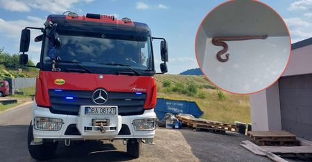 Wpełzła do domu i ukąsiła dziecko. Dramat w Boguszowie-Gorcach