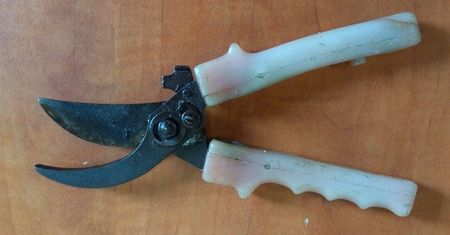 Środa Śląska. Oskarżył znajomego o kradzież krzewu konopi. Chciał mu wymierzyć sprawiedliwość sekatorem
