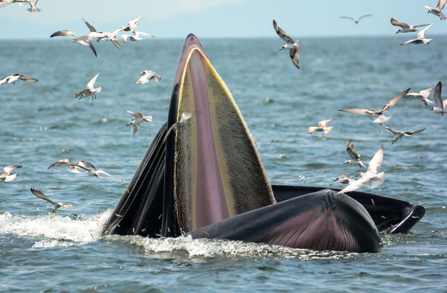 Nie będzie można polować na wieloryby na Islandii