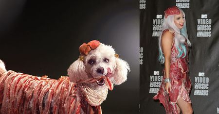 Pudel przebrany za Lady Gagę! (FOTO)