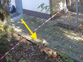 Szokujące nagranie. Przerzucony jak worek na śmieci
