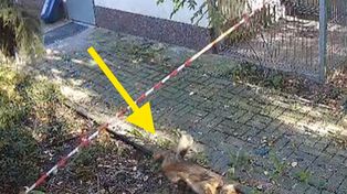 Szokujące nagranie. Przerzucony jak worek na śmieci