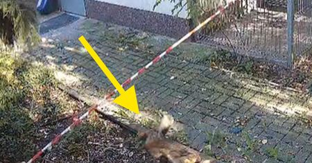Szokujące nagranie. Przerzucony jak worek na śmieci