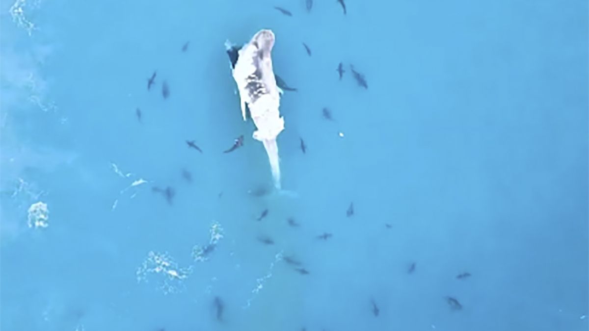 U wybrzeży Australii udało się sfilmować gigantyczną ucztę rekinów