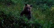 Niedźwiedź w czereśniach. Nagranie Nadleśnictwa Baligród