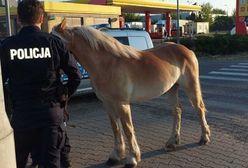 Koń biegł środkiem ulicy. Zareagował policjant