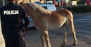Koń biegł środkiem ulicy. Zareagował policjant