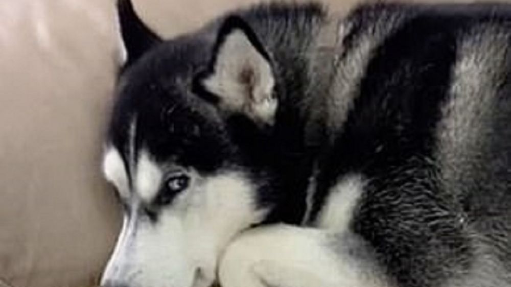 Husky prosił właściciela o wybaczenie