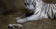 Niezwykłe wydarzenie w zoo w Nikaragui. Samica tygrysa bengalskiego urodziła trzy młode