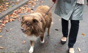 Czy można zabrać psa na cmentarz? Prawo i regulaminy w praktyce