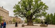 Lublin: "Baobab" wróci na Plac Litewski. Jesienią uroczyste zasadzenie