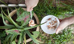 Wystarczy pokruszyć i podsypać. Rośliny ci za to podziękują