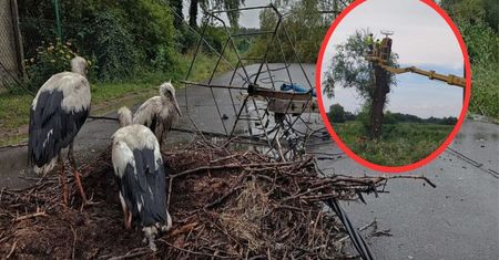 W wichurze straciły swoje gniazdo. Rodzina bocianów ma już nowy dom