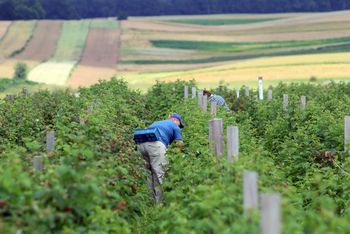Najlepsze prace sezonowe na lato 2025. Tu zarobisz 2500 zł w tydzień