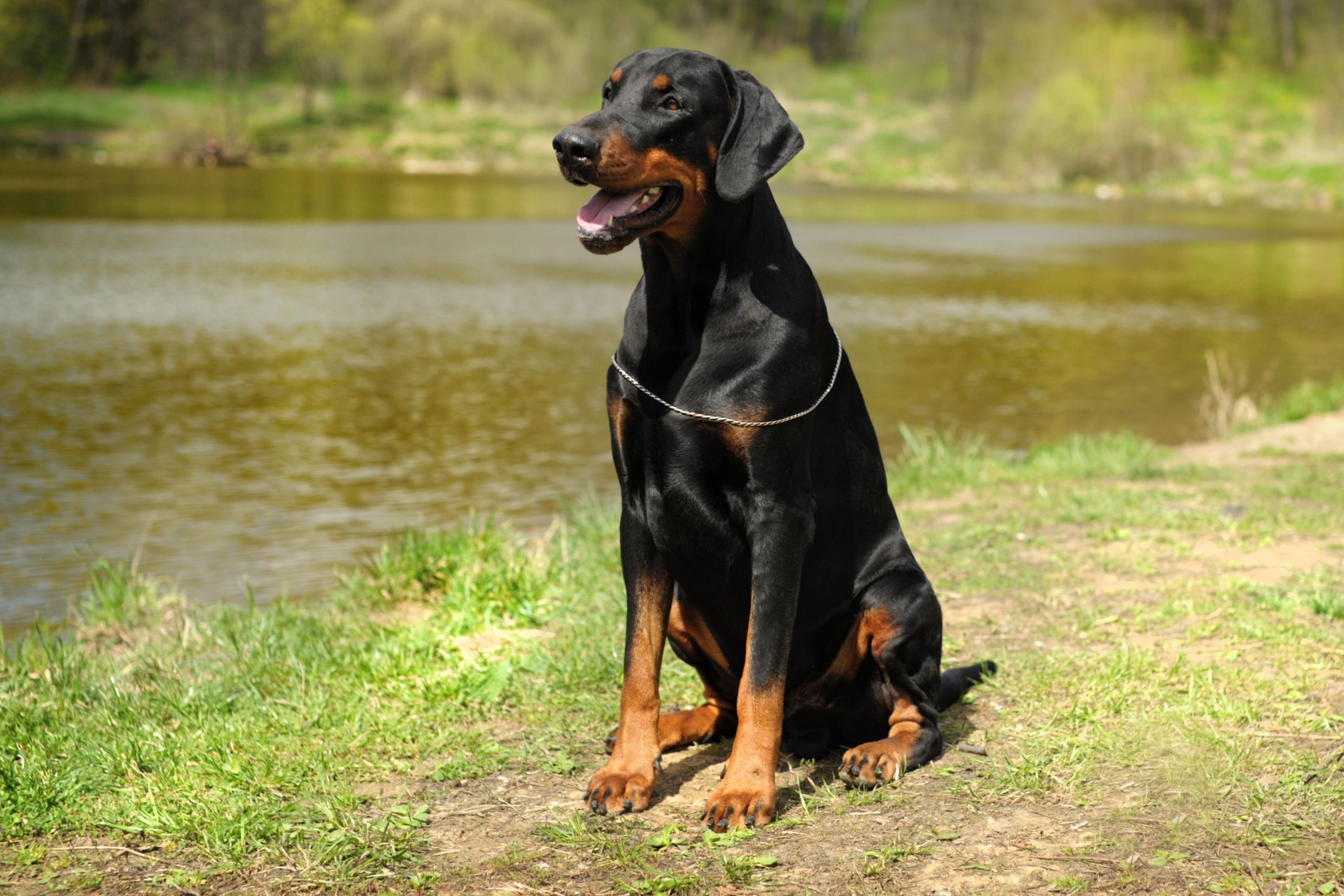 Doberman