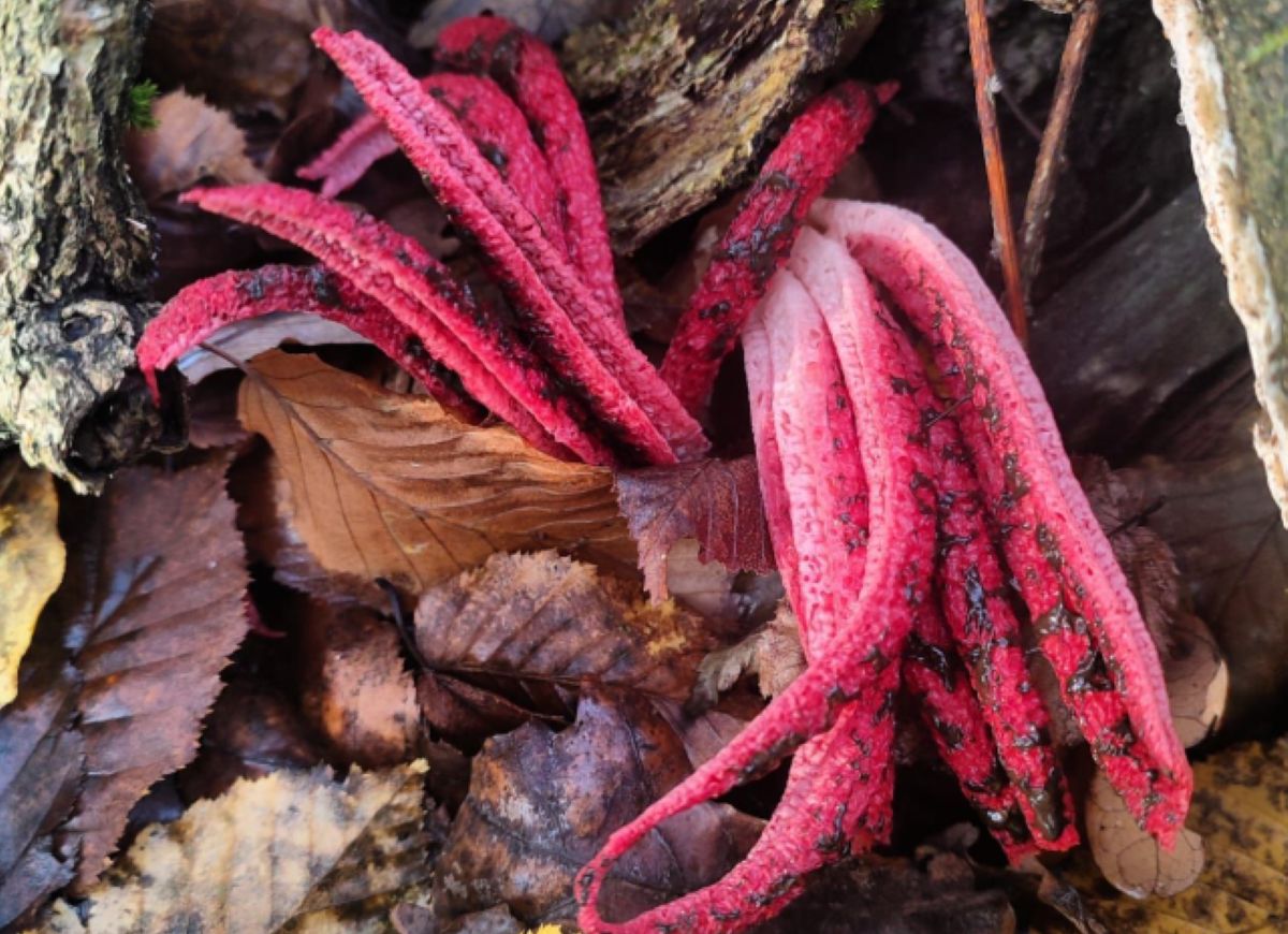 Przybysz z Australii w polskich lasach. Leśnicy pokazali zdjęcie
