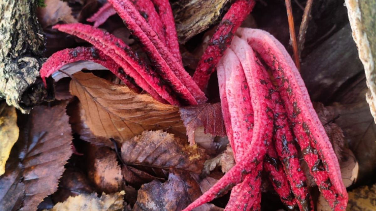 Leśnicy wypatrzyli przybysza z Australii w polskim lesie