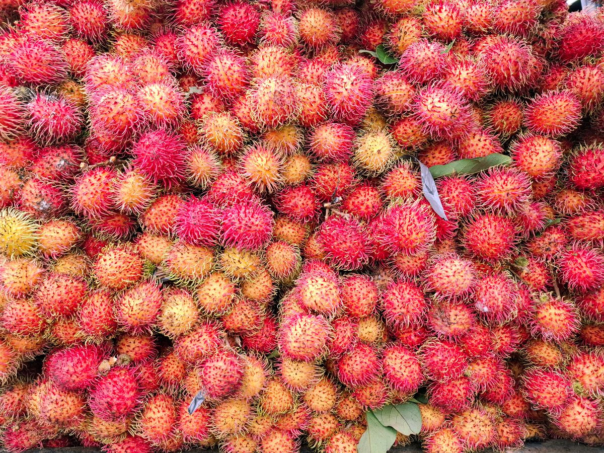 Rambutan i jego właściwości