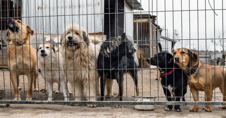 149 kontroli z nieprawidłowościami. Inspektorzy sprawdzili schroniska