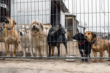 149 kontroli z nieprawidłowościami. Inspektorzy sprawdzili schroniska